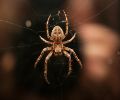 Extermination d'insectes à Laval araignée