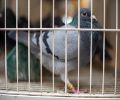 Capture de pigeon à Laval