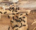 Extermination Laval extermination de fourmis