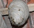 Problème de nid de guêpe à Laval