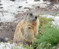 Extermination de marmotte à Laval