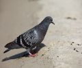 Capture pigeon Laval