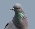 Extermination de pigeon à Laval