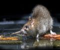 Extermination de rats à Laval Problème de rats