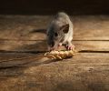 Exterminateur de souris à Laval