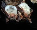 Capture de chauve souris à Laval
